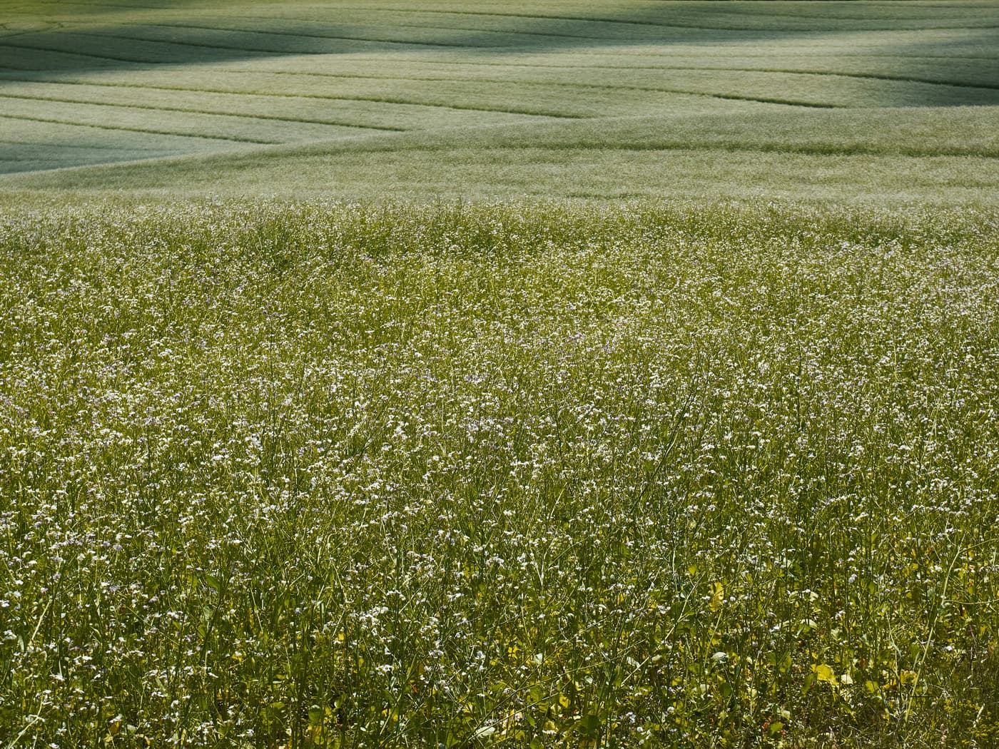 Evergreen fields across Madison County